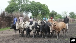 Young men herd cattle through the mud-caked streets of Pibor, as cattle raiding between some of the south's dozens of tribes plagues South Sudan. (File Photo)