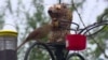 Birds Connect People with Nature