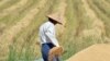 ကိုဗစ်ကာလ မြန်မာ့စိုက်ပျိုးရေးအတွက် အချိန်ပေးရမယ့် ရေအစီအမံ 