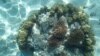 In this coral transplant site in America Samoa, the pink branching corals have been transplanted onto a bigger boulder-shaped coral. (Credit: Stephen Palumbi)