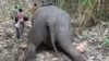 Lightning Kills 18 Wild Elephants in India 