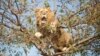 Afrique du Sud : un lion toujours introuvable cinq jours après s’être échappé