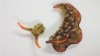 Heads up! Some Sea Slugs Grow New Bodies after Losing Head
