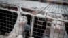 Hundreds of 'Zombie Mink' Resurfacing from Mass Graves