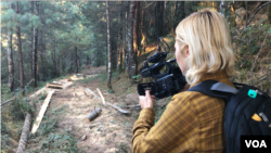 VOA Investigative reporter Veronica Balderas Iglesias films illegal logging at Monarch Butterfly Sanctuary in Mexico.