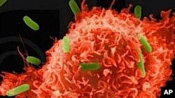A new study finds a three-drug regimen is more effective than a four-drug regimen at eliminating the H. pylori bacteria, which can cause stomach cancer.