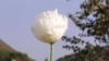 UN: Burmese, Laotian Opium Cultivation Surging