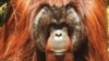 Freet, Orangutan Kalimantan berusia 27 tahun, dilepasliarkan ke hutan Kehjen Sewen di Kabupaten Kutai Timur, Kalimantan Timur, Rabu 17 Februari 2021. (Courtesy: KLHK)