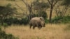 Kenya Pasang Transponder untuk Lacak Badak