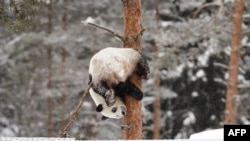 ཧྥེན་ལན་ཌིའི་ཨཱ་ཐེ་རི་ Ähtäri གྲོང་ཁྱེར་གྱི་སྲོག་ཆགས་གླིང་གར་བོགས་མར་ཉར་ཡོད་པའི་རྒྱ་ནག་གི་དོམ་ཁྲ། ད་ལྟ་རྒྱ་ནག་ཏུ་ཕྱིར་སློག་བཏང་ཟིན།
