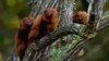 Brazilian Scientists Work to Vaccinate Endangered Monkeys