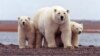 Hotter Seas Threaten Marine Wildlife with Extinction, Researchers Say