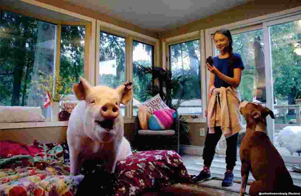 Swedish teenager and environmental activist Greta Thunberg meets Esther the Wonder Pig during her visit to Esther's animal sanctuary in Campbellville, Ontario, Canada, Oct. 2, 2019 in this photo obtained from social media.