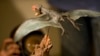 Sebuah presentasi studi struktur sayap pterosaurus, 5 Agustus 2009 di Museum Sejarah di Rio de Janeiro, Brazil. (Foto: AFP/Antonio Scorza)