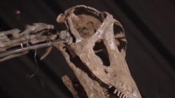 Big Dinosaur Brings Big Money in Britain