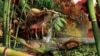 Fossil of World's Smallest Hedgehog Unearthed