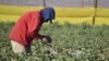 EMD 02-18 / Inseguridad alimentaria en países del triángulo norte