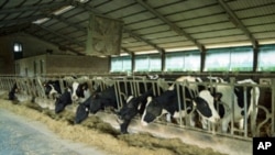 A new United Nations report singles out food production as a major factor driving environmental degradation.
