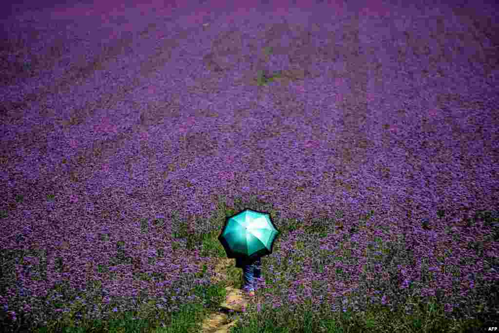 A visitor holds an umbrella before a lavender field in a park in Shenyang, northeast China's Liaoning province on Aug. 12, 2015.