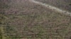 Shrinking World’s Forests ‘in Emergency Room’ 