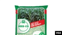 Maize seed