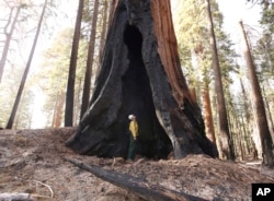 FILE - Assistant Fire Manager Leif Mathiesen, of the Sequoia & Kings Canyon Nation Park Fire Service, looks for an opening in the burned-out sequoias from the Redwood Mountain Grove. (AP Photo/Gary Kazanjian, File)