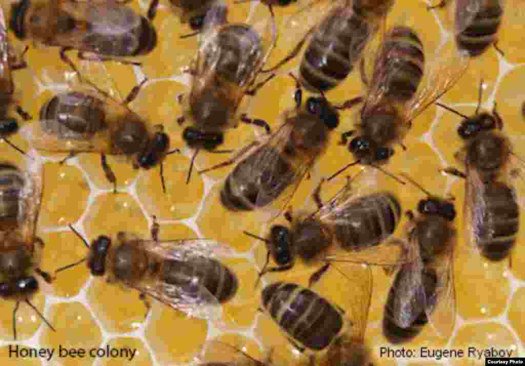 Honey bees, managed for honey production and crop pollination services, are threatened by parasites and fungal and viral pathogens, and by the effects of land-use intensification. (Photo: Eugene Ryabov)