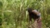 "Forte croissance" de la production agricole d'ici 2027 en Afrique subsaharienne