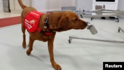 Pelatih Anjing Pendeteksi Medis, Rob Harris (tidak tampak dalam foto) sedang melatih anjing Florin, di Milton Keynes, Inggris, 31 Maret 2020. (Foto: Reuters)