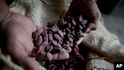 Uncooked chocolate may have be healthier than processed, commercial chocolate. 