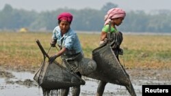 Women from the Tiwa tribe catch fish in a wetland at Dharamtul village in Nagaon district, in the northeastern state of Assam, India, February 19, 2017.
