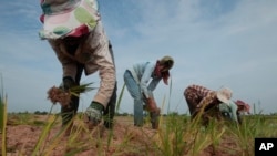 Petani menanam padi di musim kemarau di pinggiran kota Phnom Penh, Kamboja (Foto: dok).