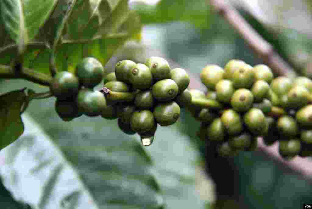 Buah kopi yang masih hijau. (D. Schearf/VOA)