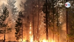 ¿Cómo los grandes incendios forestales han evolucionado a causa del cambio climático?