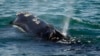 Shutdown Makes It Tough for Groups to Help Endangered Whales