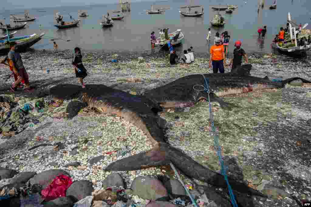 Indonesian people look at two dead whale sharks in Surabaya after they were accidentally snared by fishermen.