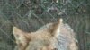 Coyotes at Home in American Backyards