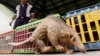 No Place to Hide for Africa's Pangolins Amid China Buying Spree