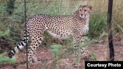 Fences block many of the hunting routes of cheetahs. (Credit: John Wilson)