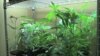 Washington State Gears Up for Marijuana Industry