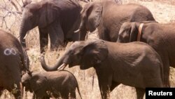 Beberapa gajah dilepaskan di Taman Limpopo Transfrontier di Gaza, Mozambique (Foto: dok.) 