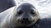 Climate Changes Put Freeze on Elephant Seal Births