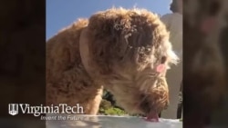 Dogs Drinking Water