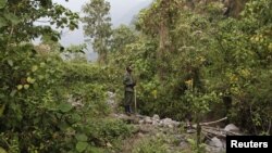 Le parc du Virunga en RDC le 19 août 2010.