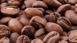 Huíla lança-se na produção de café - 1:15