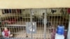 Kondisi puluhan laki-laki yang ditemukan di dalam kerangkeng di belakang rumah Bupati Langkat Terbit Rencana Perangin Angin hari Senin (24/1). (Courtesy: Migrant Care) 