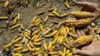 Kenya Kesulitan Hadapi Perebakan Hama Jagung
