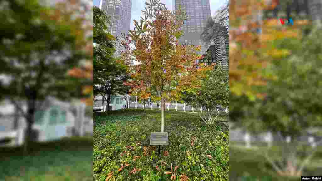 Árbol conmemorativo al legado de Ana Frank: Ana Frank fue una niña alemana judía, víctima del Holocausto, que se volvió famosa por haber llevado un diario de sus experiencias. Ana y su familia se ocultaron durante dos años para evitar la persecución nazi.