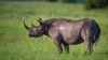 The Botswana government reported that 138 rhinos were slaughtered from 2018 to last year