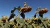 Report: Europe's Heat Wave Likely Caused Estimated 20,000 'Excess' Deaths